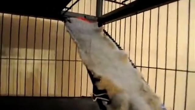 Midwest Мидвест клетка для грызунов Petonly.ru Midwest