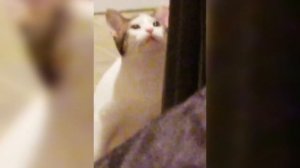 КОТ ШИРОКО ОТКРЫВАЕТ РОТ — ОТКУДА МЕМ?