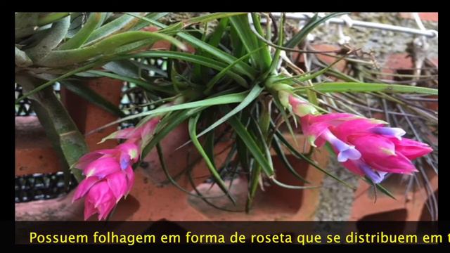 Tstricta 01 p смотреть онлайн