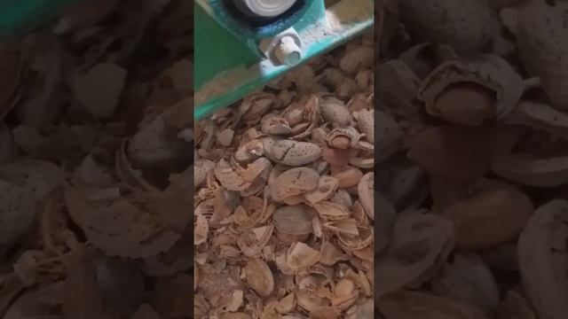 Миндаль извлечение ядра. смотреть онлайн