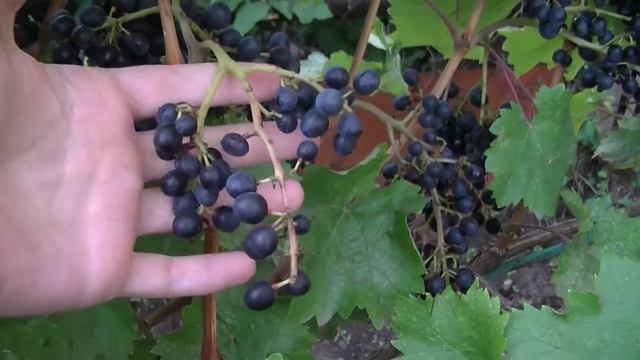 Виноград Красень смотреть онлайн