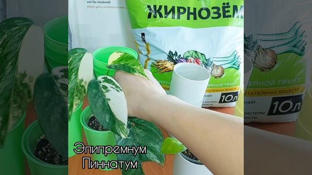 Мой цветочный хомяк радуется не только новым растениям?Полезные мелочи? #растения #цветы #shorts смотреть онлайн