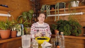 Размножение голубой ели черенками