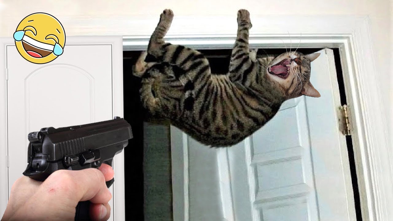 Самые смешные видео о кошках и собаках 2023 ?? #2