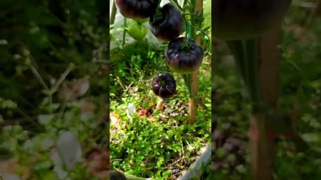 Обзор сорта томата Blue Beauty смотреть онлайн