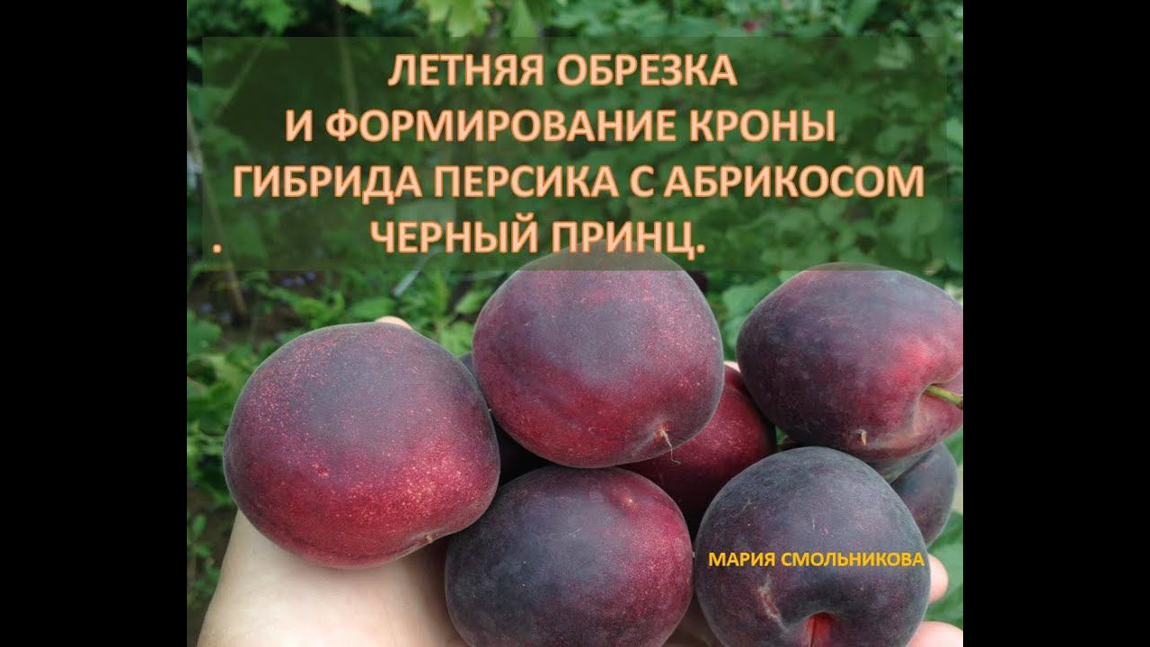 Летняя обрезка гибрида персика с абрикосом Черный принц. смотреть онлайн