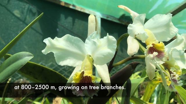 Cattleya rex “ Ayacucho” смотреть онлайн
