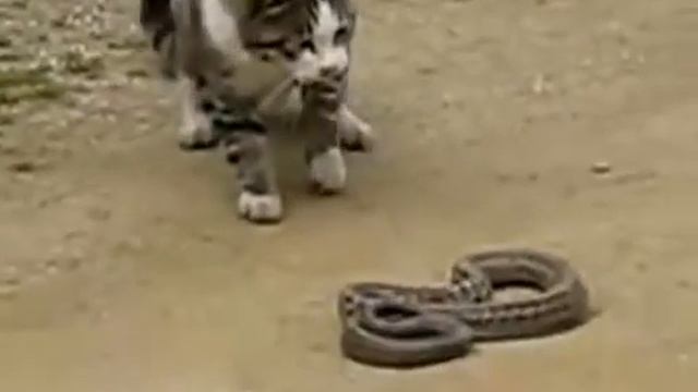 Змея и кот! Кто кого? смотреть онлайн
