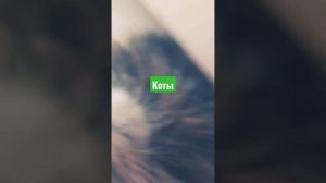Коты 2 часть