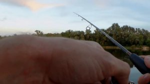 Чехонь на спиннинг с бомбардой