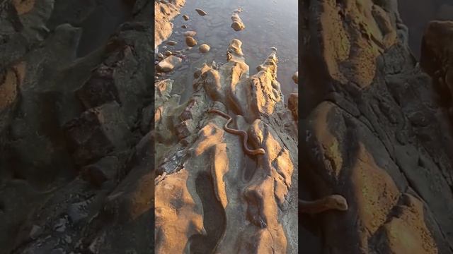 наткнулась на змею гуляя по берегу черного моря смотреть онлайн