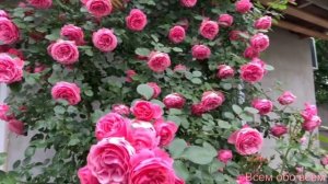 Роза Леонардо да Винчи (Rosе Leonardo da Vinci ) Франция Meilland г. Киев 15.06.2023 г.