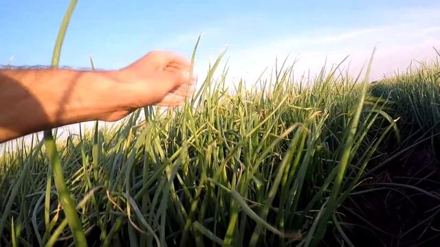 Лук Миссисипи - серия 5. Формирование луковицы. Защита и удобрение лука. Как снять стресс на луке смотреть онлайн