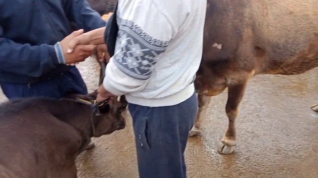 Базар Коргон Шаары Мал Базар 24-Апрель смотреть онлайн
