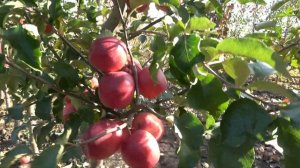 Яблоня МАДЖЕСТИК / Перспективный сорт для приусадебного и промышленного садоводства