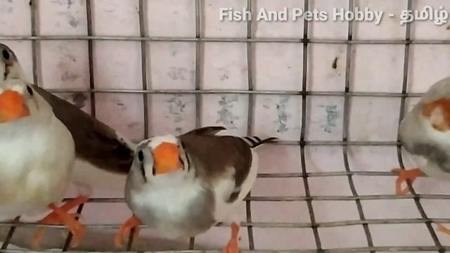 How To Stop Infertilty in Eggs And Get More Chicks in தமிழ் смотреть онлайн