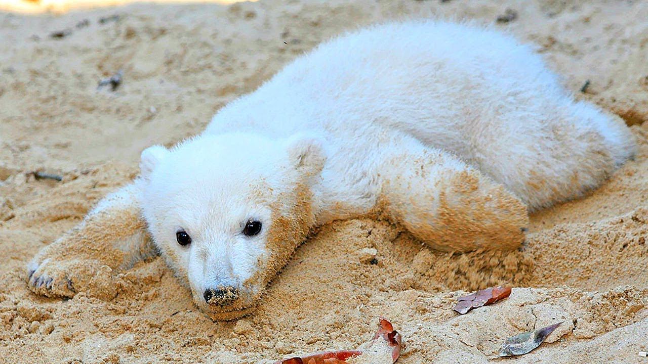 МАТЬ СРАЗУ ОТКАЗАЛАСЬ ОТ ЭТОГО МЕДВЕЖОНКА, НО ЭТО НЕ ПОМЕШАЛО СТАТЬ ЕМУ САМЫМ ИЗВЕСТНЫМ В ИСТОРИИ смотреть онлайн