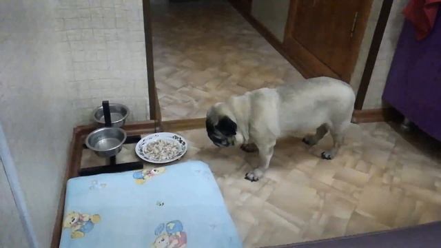 Пытается, чтобы курица выпрыгнула из тарелки