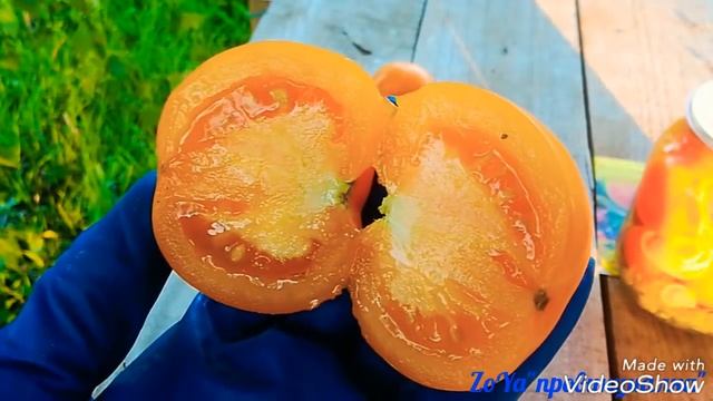 Сезон помидора 2018г/ Мой отзыв о урожайности 11 сортов и 1 гибрида/ #урожай #томаты #огород #tomat смотреть онлайн