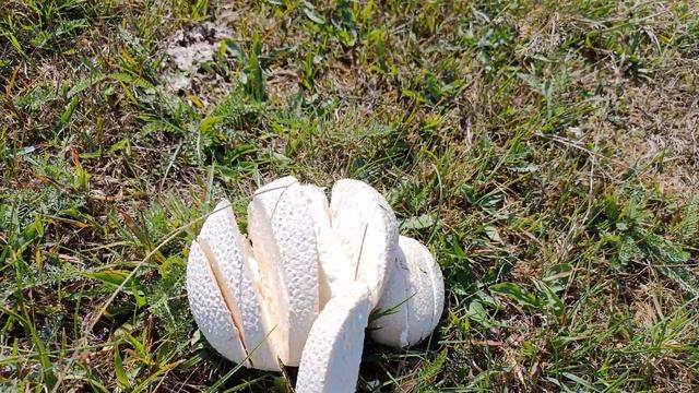 Calvatia gigantea funi funghi смотреть онлайн