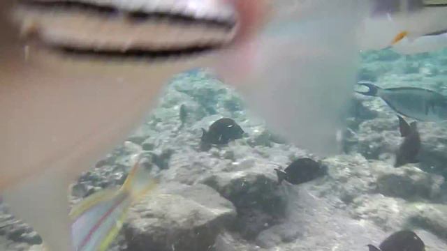 Reef Oasis Blue Bay 5* Египет Шарм-Эль-Шейх смотреть онлайн
