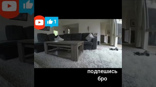 Вот что делают собаки когда нет хозяина дома смотреть онлайн