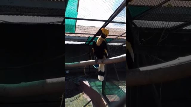 Самка двурогого калао Эсмеральда