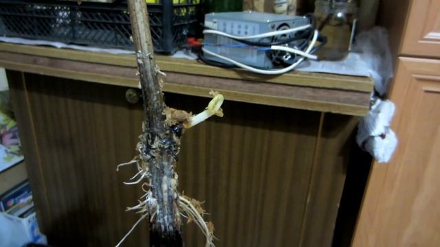 Виноград. Размножение винограда. Виноград из черенка от А до Я! Проращивание корней на черенке .ч.2 смотреть онлайн