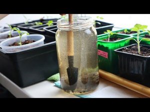 Первая важная подкормка рассады после пикировки.Чем подкормить рассаду перца томатов после пикировки