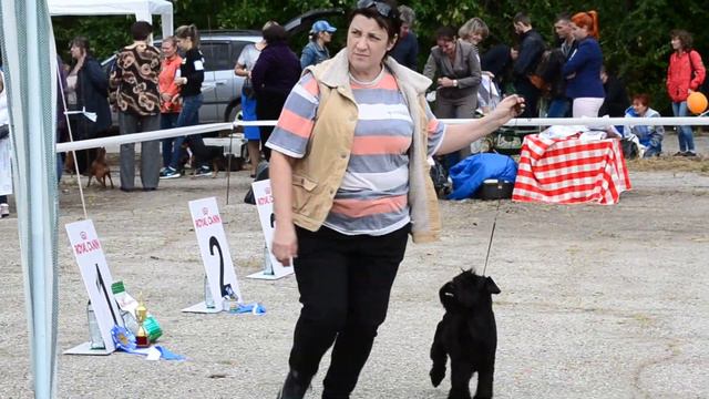 Саратов. монопородная выставка цвергшнауцеров. 2017 год смотреть онлайн