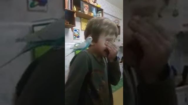 Питомец по имени Гоша смотреть онлайн