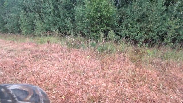 Охота на Вяхиря . лесной красавец на полях смотреть онлайн