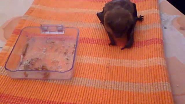 Летучая мышка смотреть онлайн