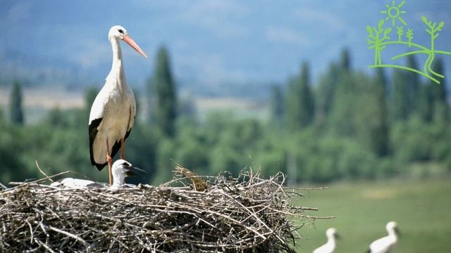 Голоса птиц как поёт Журавль (Grus).mp4 смотреть онлайн