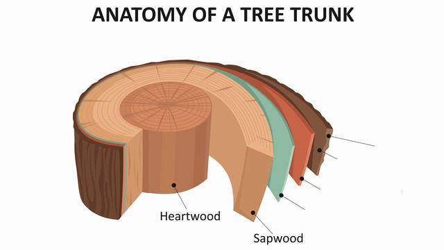Anatomy Of A Tree - Easily Explained смотреть онлайн