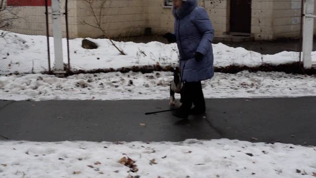 Миниатюрный бультерьер. Питомник AB Pride & Joy смотреть онлайн