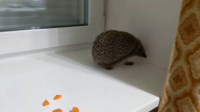 Просили Феню?) смотреть онлайн