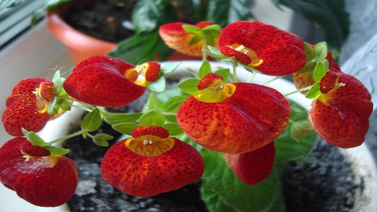 КАК ВЫРАСТИТЬ КАЛЬЦЕОЛЯРИЮ . СПОСОБЫ РАЗМНОЖЕНИЯ КАЛЬЦЕОЛЯРИИ смотреть онлайн