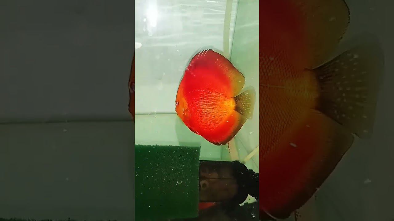 Нерест Дискуса Красная Дыня #aquarium #discus #fish #аквариум #разводня #дискусы #нерест #рыбки смотреть онлайн