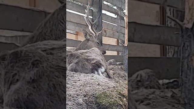 Изюбр!!! смотреть онлайн