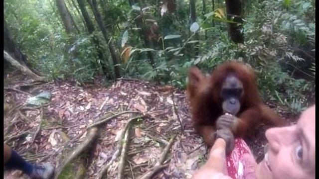 Орангутан вцепился в руку туристки. Все зрители в УЖАСЕ затаили дыхание❗