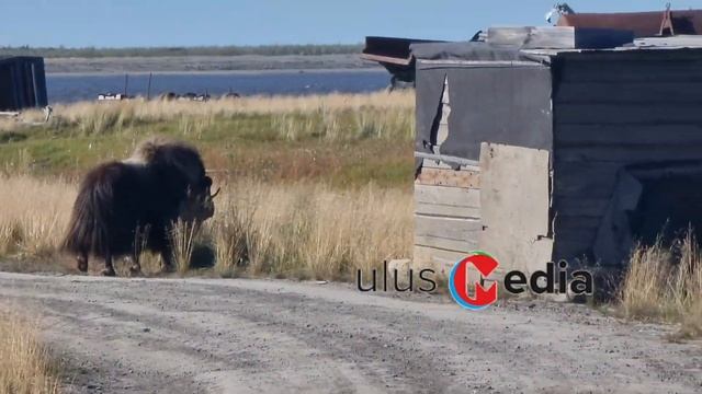 Ушел по-английски: овцебык вернулся в тундру смотреть онлайн