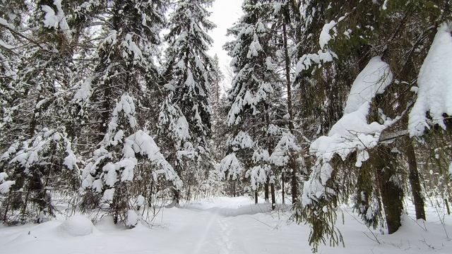 Заснеженный лес. ч.8. Февраль 2024 смотреть онлайн