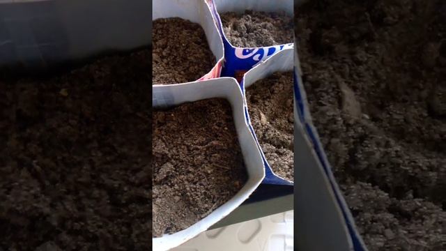 #семена #помидоры #перцы #паслен Как я сею помидоры, перцы и санберри смотреть онлайн