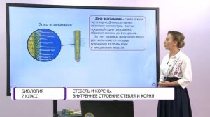 Биология. 7 класс. Стебель и корень. Внутреннее строение стебля и корня /20.11.2020/