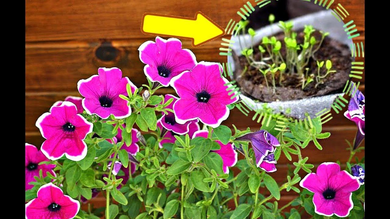 10 СЕКРЕТОВ ПОСАДКИ ПЕТУНИИ НА РАССАДУ! Когда сажать петунию на рассаду? смотреть онлайн