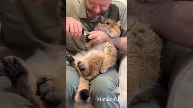 СТРИЖКА КОГТЕЙ БРИТАНСКОМУ ЗОЛОТОМУ КОТУ MimisolCats смотреть онлайн
