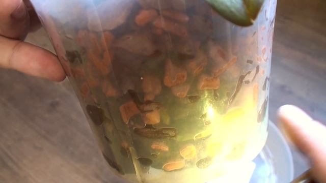 ОРХИДЕЯ в СЕРАМИСЕ зацвела, а Орхидея без грунта растит КОРНИ и ЛИСТЬЯ смотреть онлайн