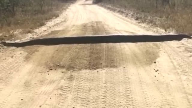 Водитель подумал, что на дороге лежит бревно, но правда оказалась куда страшнее!