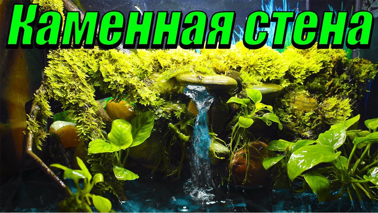 Палюдариум своими руками! Каменная стена в палюдариуме смотреть онлайн